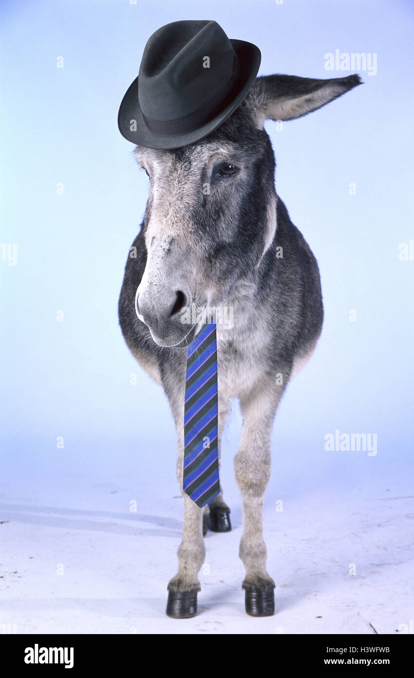 Chambre donkey, collier, cravate, mammifères, mammifère, uncloven-animal à sabots, les équidés, les animaux bénéficient de prestations, animal, bête, l'Âne, le fardeau asinus, coiffures, Lord's hat, humanisation, s'habille, panneaux, studio Banque D'Images