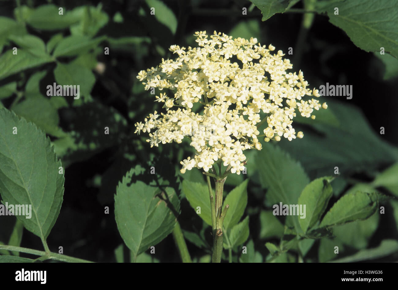 Black Elder Sambucus Nigra Fleurs Musk Herb Plantes
