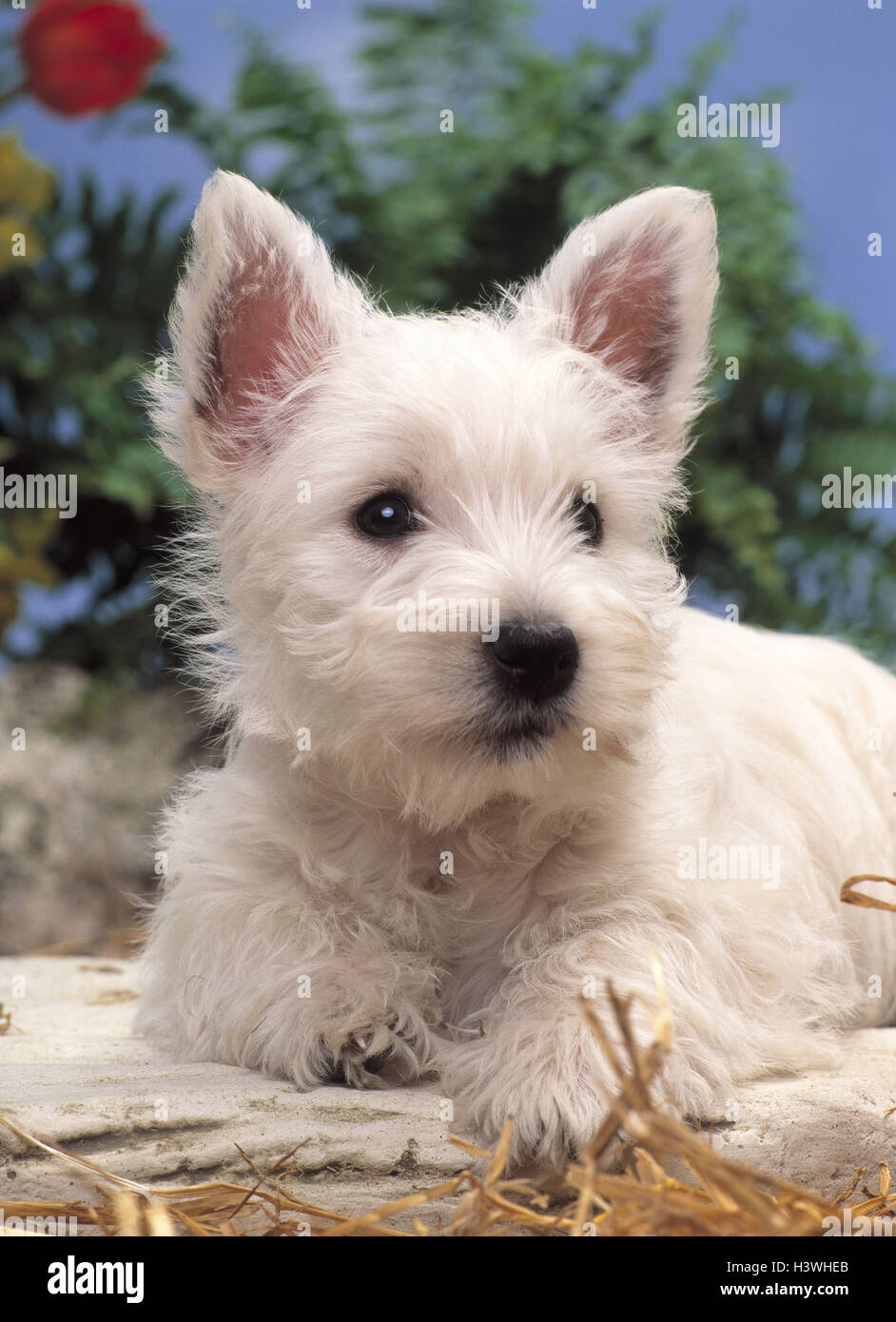 Garden West Highland White Terrier Chiot Sasseoir