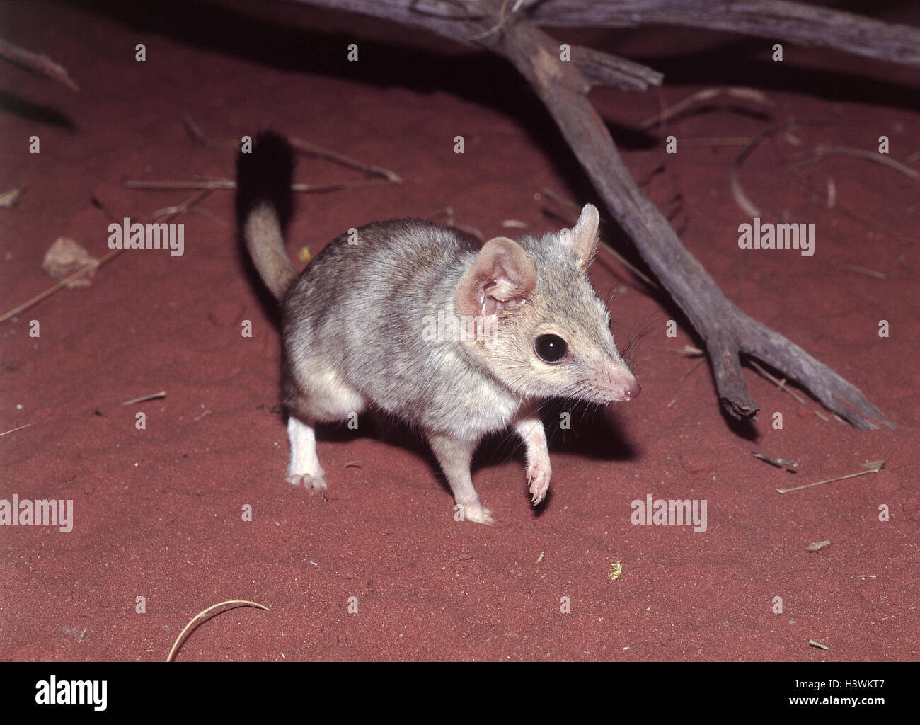 Kowari, Dasyuroides byrnei, l'Australie, les animaux, les animaux, les mammifères, les mammifères, les animaux sauvages, les animaux sauvages, marsupiaux, marsupial marsupial, prédatrice, faune, flore, monde animal Banque D'Images