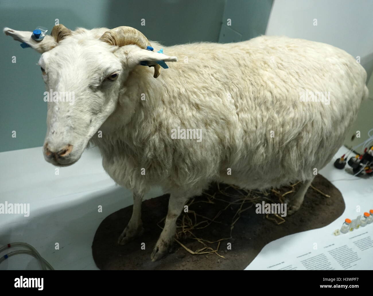 Tracy, une modification par transgénèse moutons, créé à l'Institut Roslin à produire des protéines humaines alpha 1-antitrypsine. En date du 20e siècle Banque D'Images