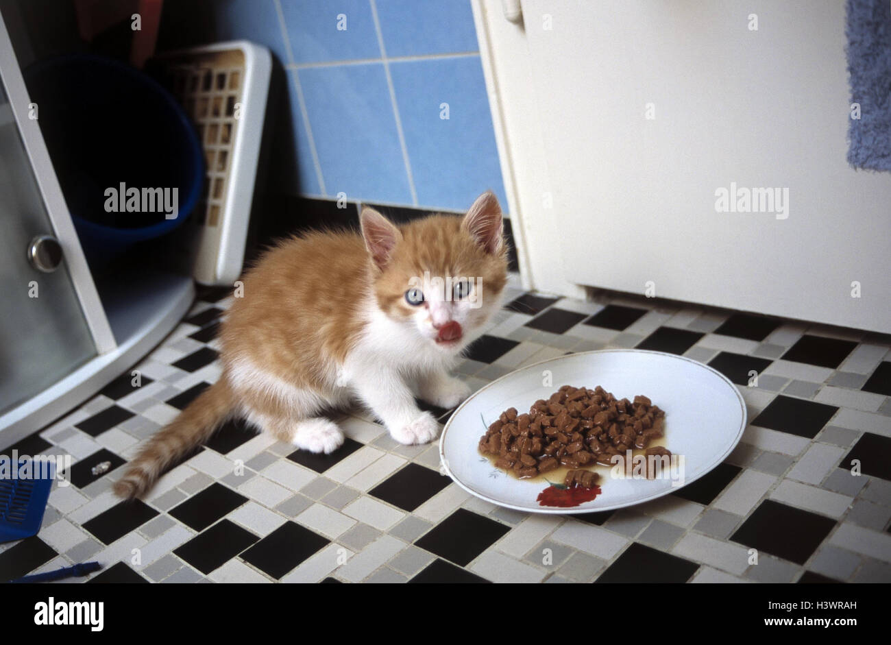 Chat Jeune De Manger De Mammiferes Des Mammiferes Des Animaux De Compagnie Chats Maison Chat Chaton Jeune Animal Rouge Blanc Baignoire Faim Faim Humide Doublure Doublure Termine Cat S Doublure Doublure Peut L Ingestion L Alimentation
