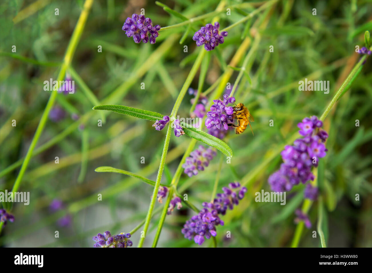 Image de la lavande du jardin avec une abeille la collecte de nectar. Banque D'Images