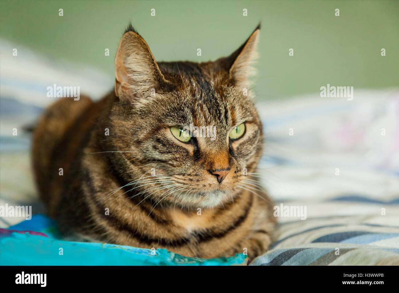 Chat Domestique Tabby Brun Europeen Banque D Image Et Photos Alamy Chat Domestique Tabby Brun Europeen Banque D Image Et Photos Alamy