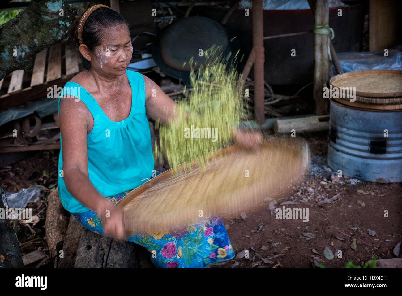 La récolte de riz vert commence en milieu rural, la Thaïlande Nakhon Nayok. PHOTO PAR LEE CRAKER Banque D'Images