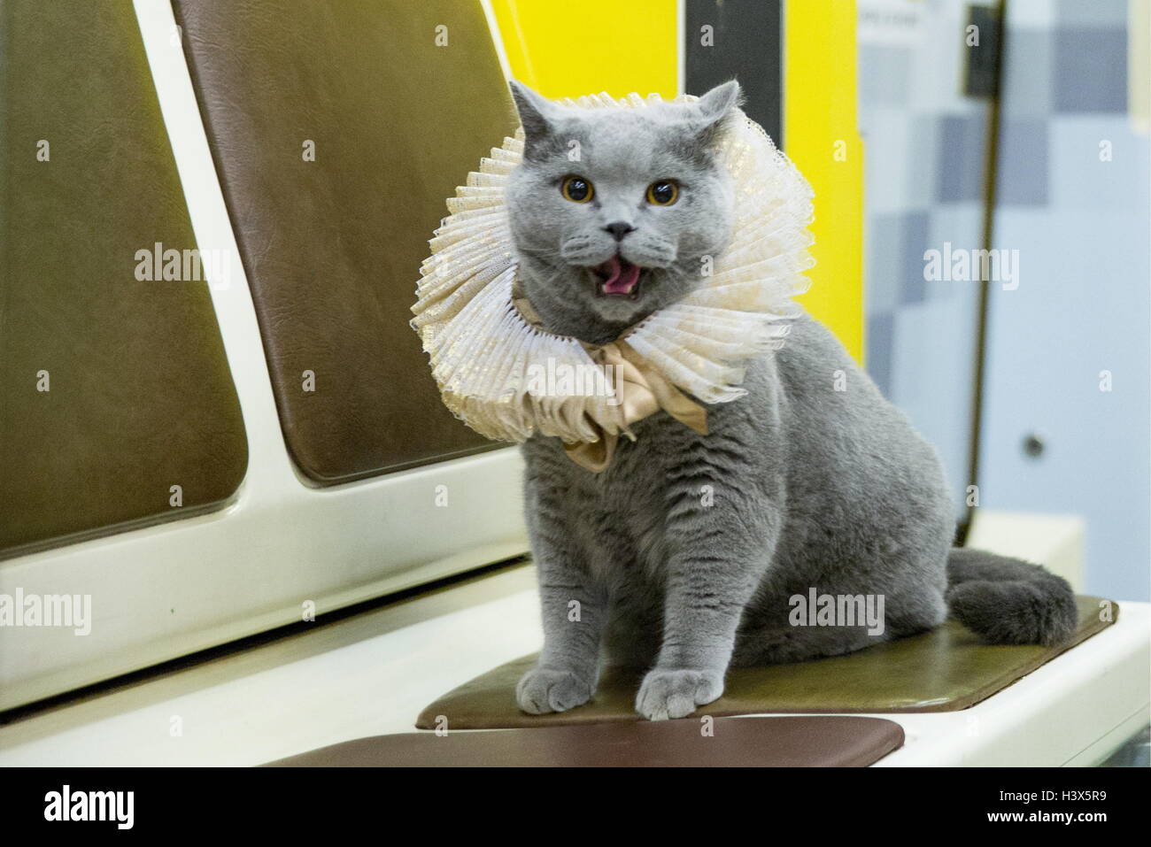 Moscou Russie 12 Octobre 16 British Shorthair Un Chat Dans Une Voiture D Un Train Marquant Le 400e Anniversaire De La Mort De William Shakespeare A Lance Sur La Ligne Arbatsko Pokrovskaya Du Metro