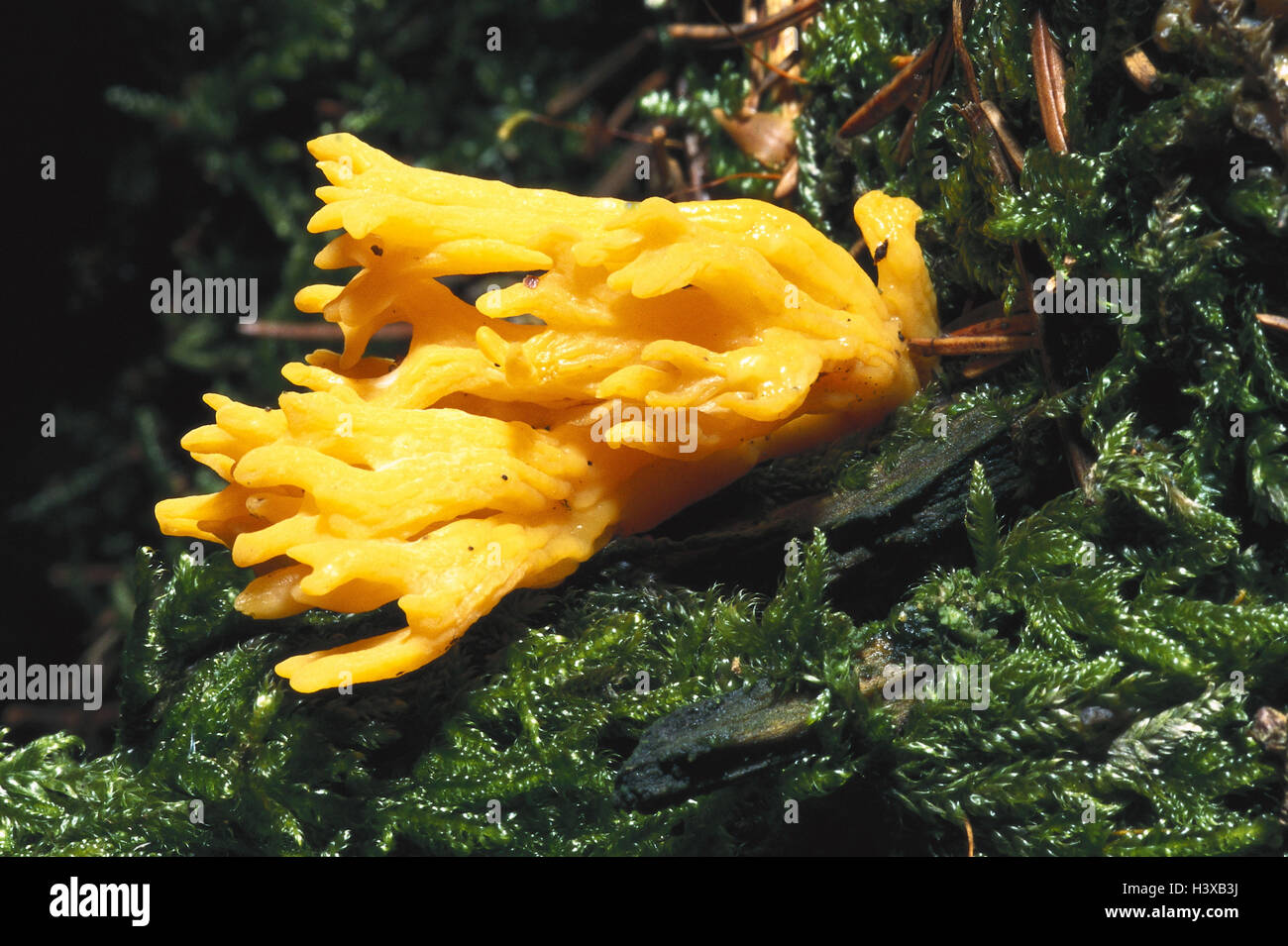 Les Largents largentii Ramaria, sol forestier, la nature, la botanique, la végétation, les champignons, les champignons, les champignons, les champignons, les jeunes mangeable Banque D'Images