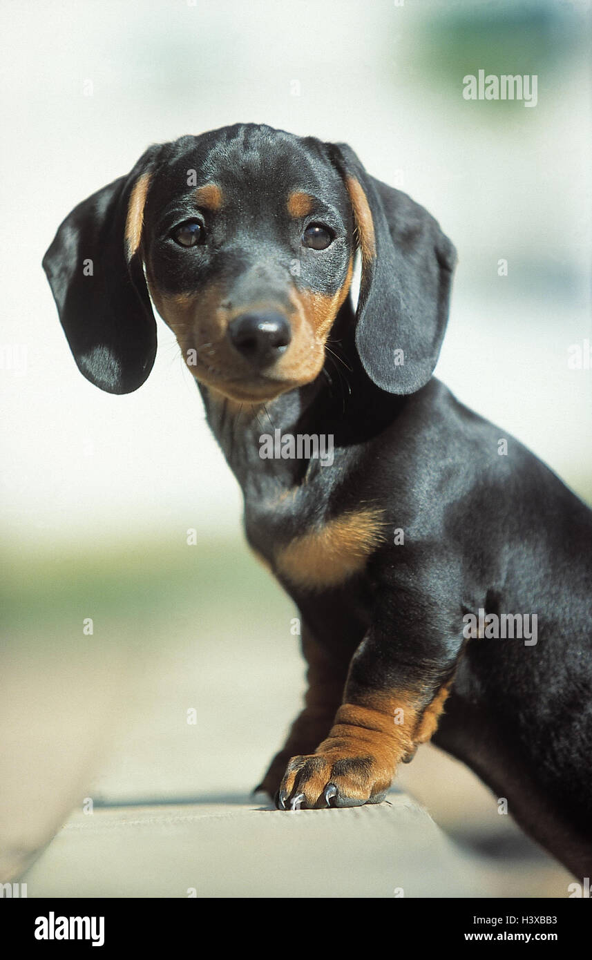 Teckels Animal Animaux Chien Chiens Canidae Mammifere