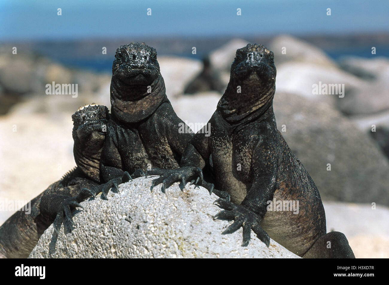 L'Équateur, îles Galápagos, mer des sauriens, Amblyrhynchus cristatus — free download
