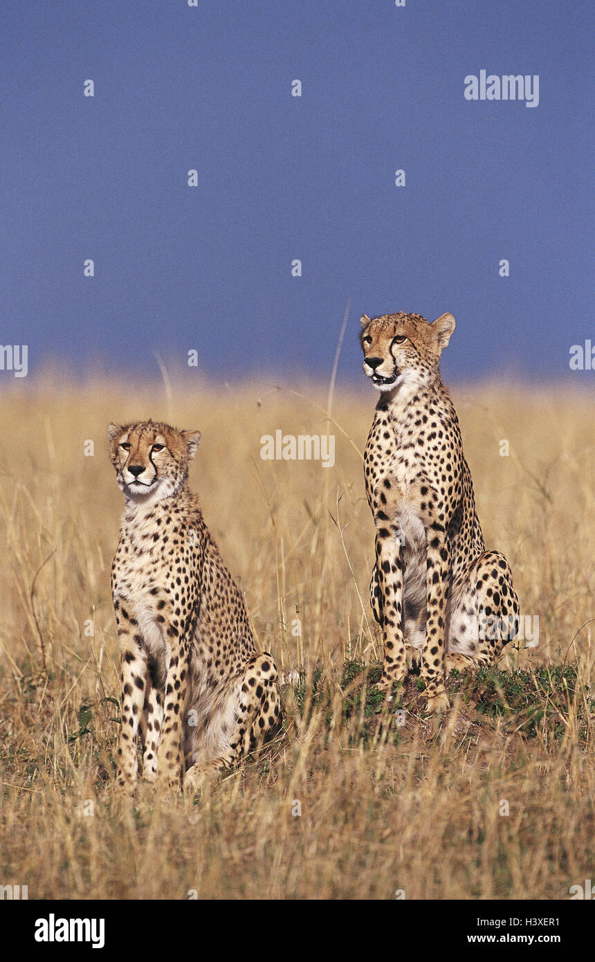 La steppe, pour le guépard, Acinonyx jubatus, deux, l'attention, de la nature, de savane, de zoologie, monde animal, faune, nature, animaux, animaux sauvages, mammifères, les prédateurs, les grands félins, guépard, le mammifère terrestre le plus rapide, le guépard, regarder dehors en attente, en paires, Banque D'Images