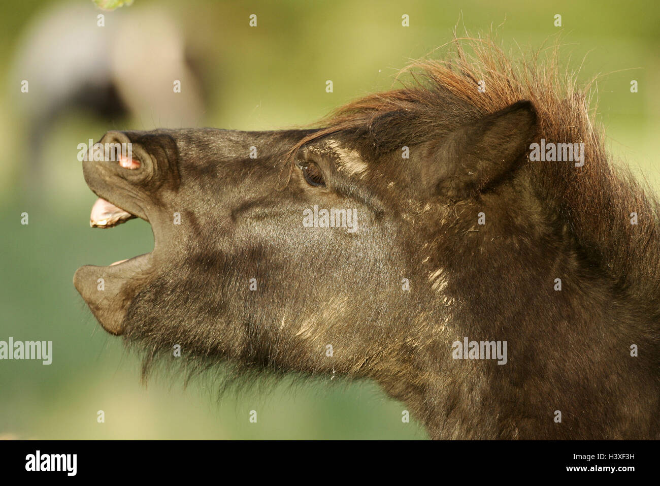 L'Islande, Cheval, poulain, flähmen page portrait, animaux, animaux de compagnie, mammifère, uncloven-animal à sabots, chevaux, cheval, l'équitation, l'équitation, course de cheval, chevaux pur-sang pur-sang, cheval, chevaux, l'Islande l'Islande, l'islandais, la couleur de la fourrure Banque D'Images