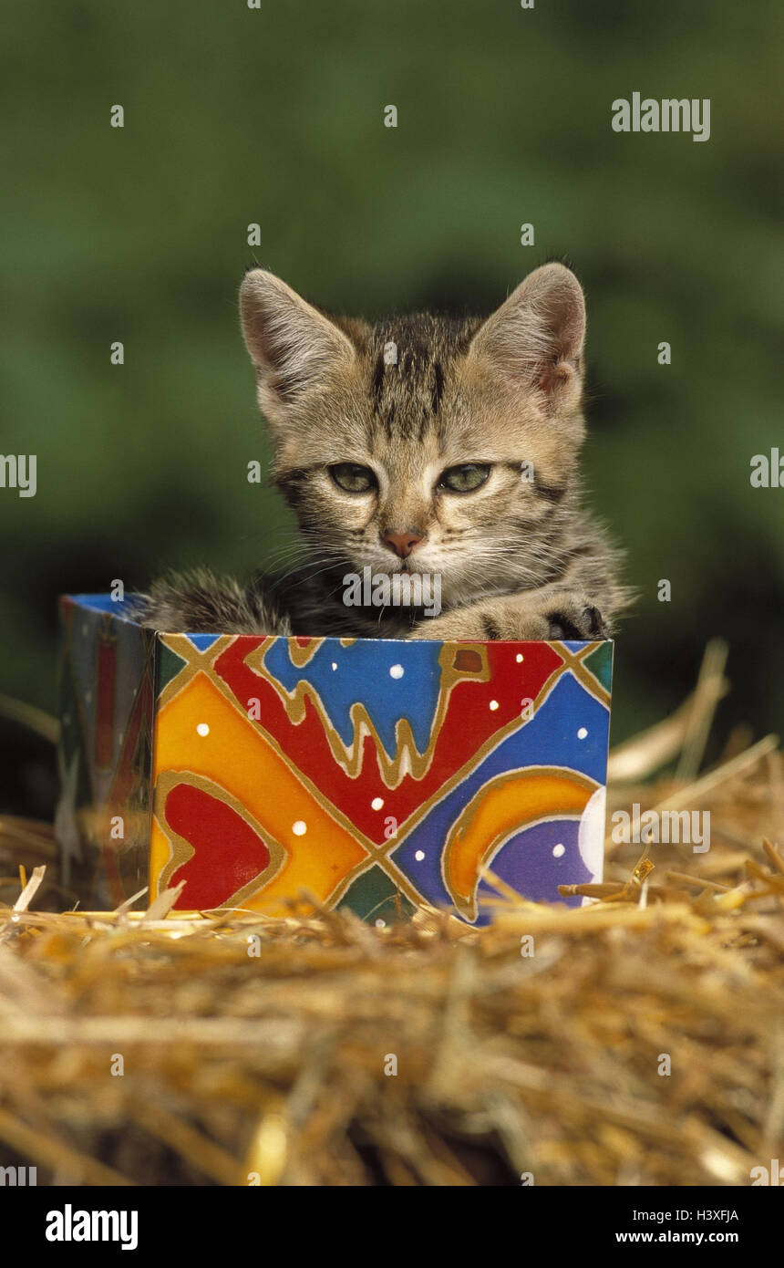 La Paille Coffret Cadeau Chat Chat De Maison Les Chats Les Chatons Les Jeunes Les Jeunes Animaux Present Donner Surprise Pet Hautiere Photo Stock Alamy