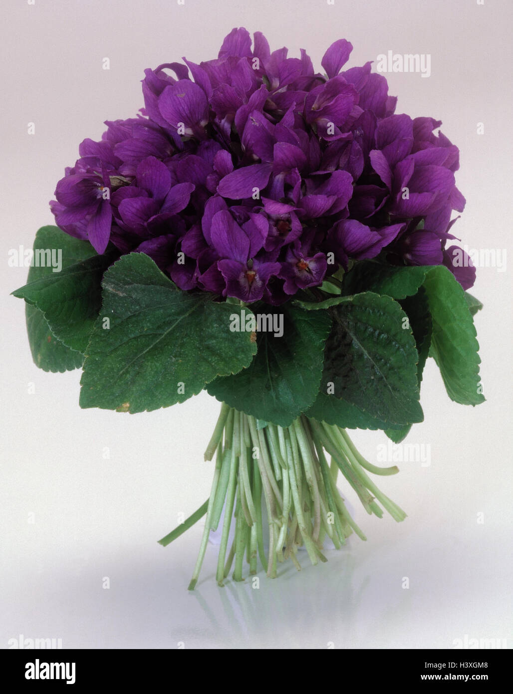 Bouquet de violette, viola oderata, violettes, fleurs, bouquet, violet, studio, l'espace de copie, Banque D'Images