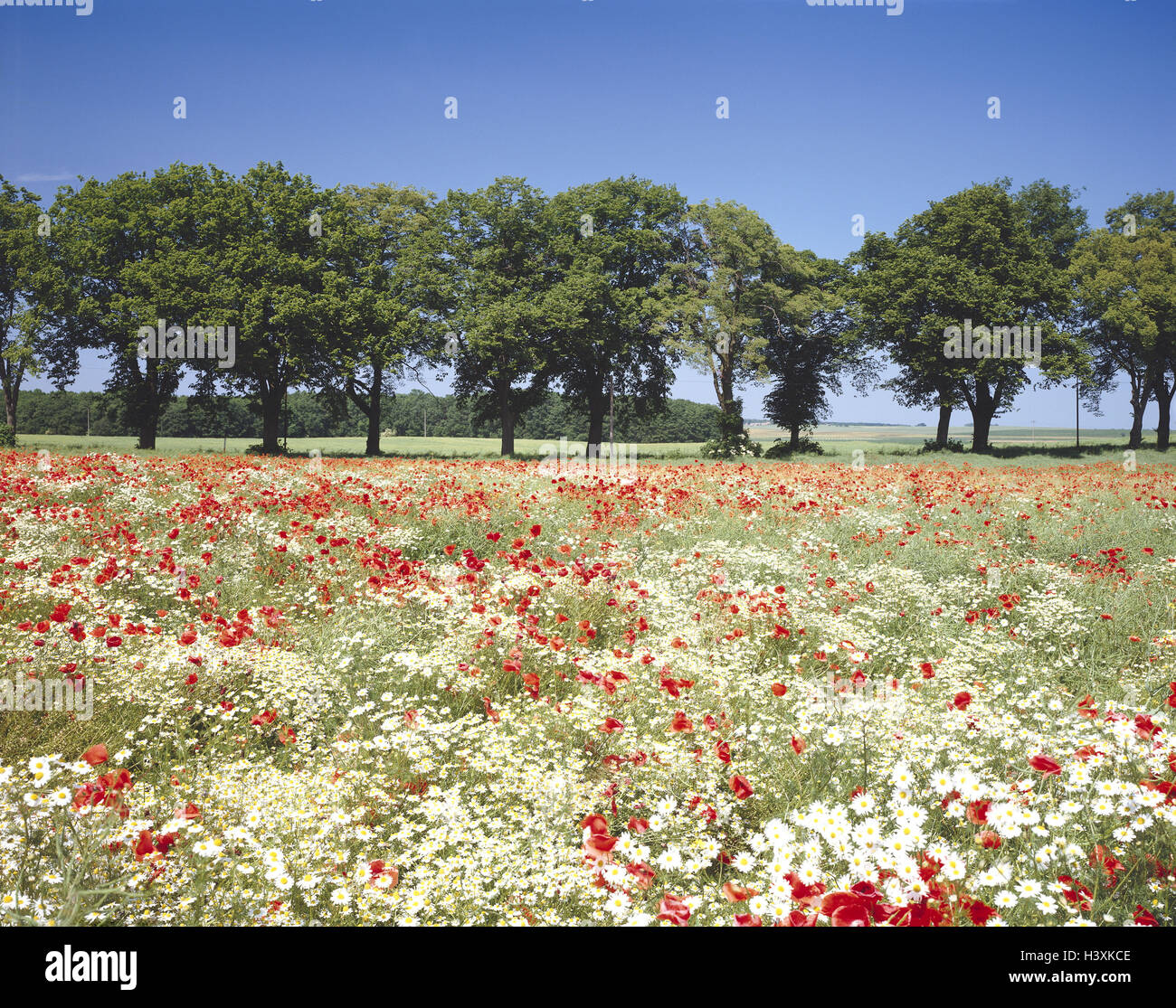 Paysage De Champ Fleurs Rouge Blanc Groupe Darbres