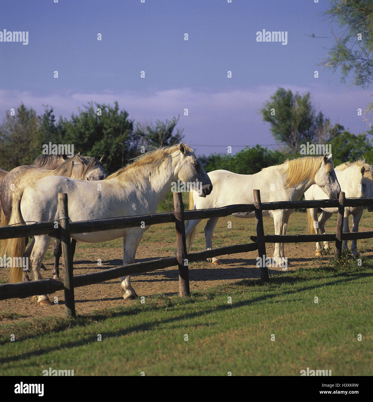 Museau De Pâturage Formay Pour Chevaux, Noir, Pour Gérer La Consommation D'herbe