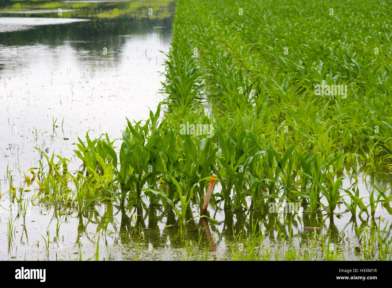Le maïs sous l'eau après de fortes pluies dans les Pays-Bas. Banque D'Images