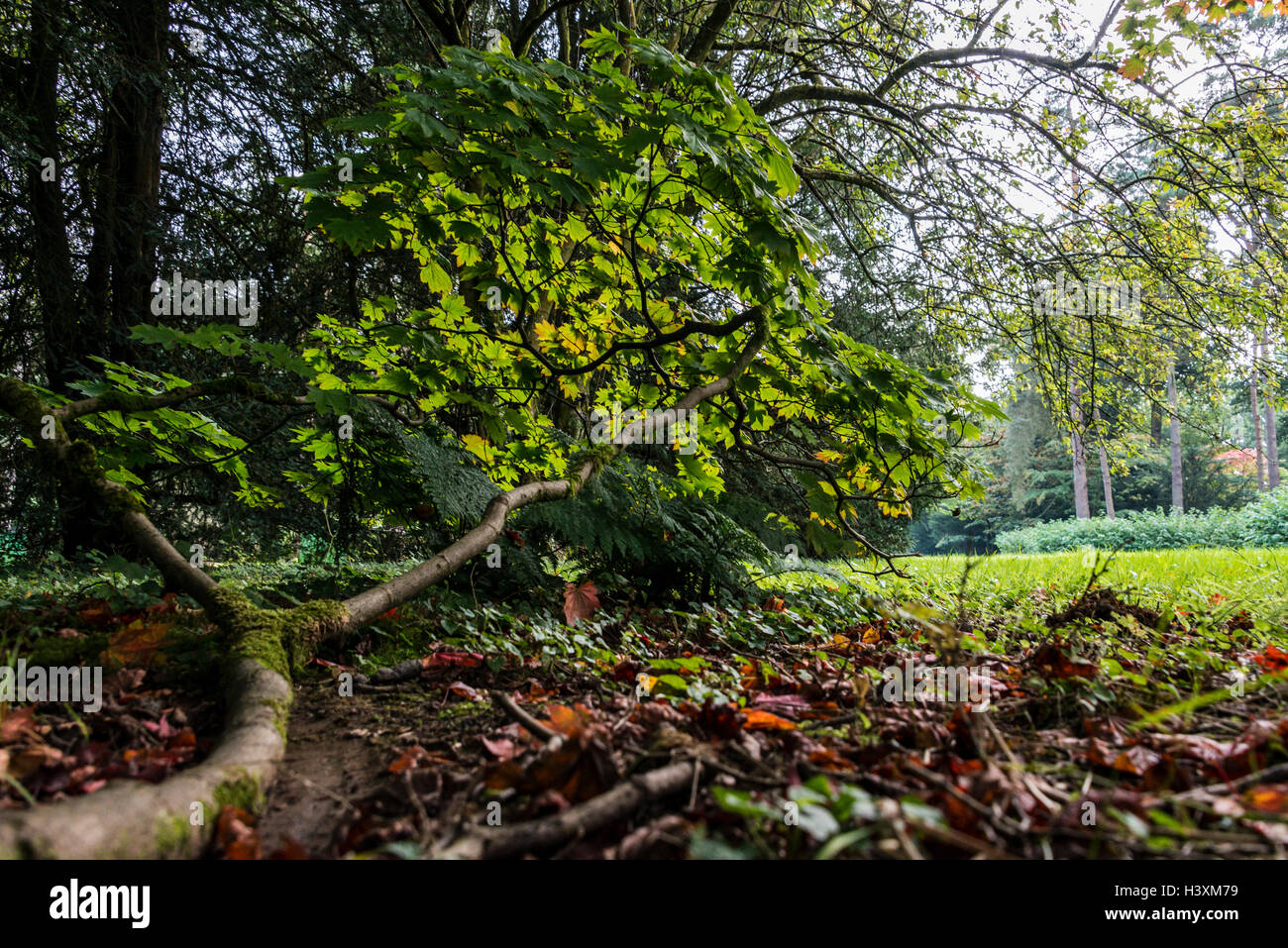 Branche d'Acer japonicum qui poussent sur le sol Banque D'Images