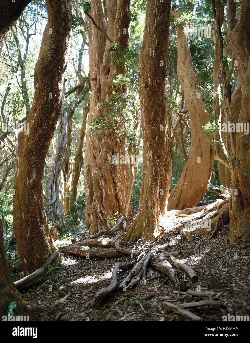 L'Argentine, la Patagonie, le parc national Nahuel Huapi, Arrayanes, Forêt, Arrayan Luma apiculata, détail, les souches d'Amérique du Sud, les forêts tropicales, bois, arbres, troncs, Pitra, plantes, arbres à larges feuilles, la végétation, de la nature, de l'habitat Banque D'Images