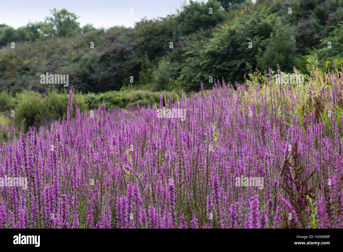 Lytham salicaria, purple Loosetrife, poussant dans les bouffées de chaleur humide, Surrey, UK. En août. Banque D'Images