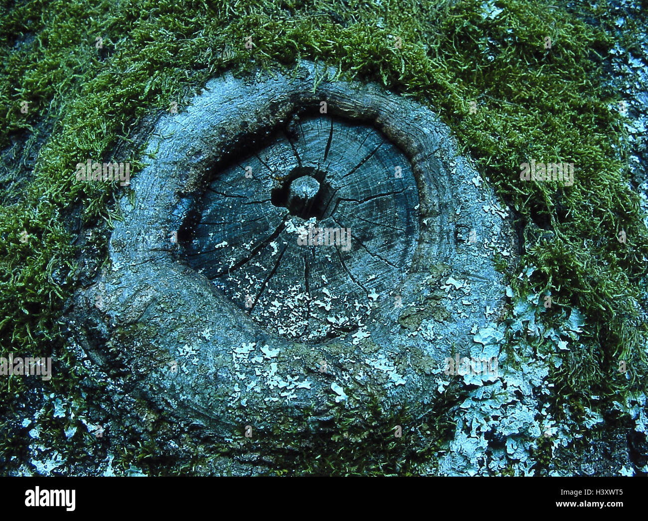 Arbre, détail, souche, branche, section transversale, couverts, mousse, lichens, tronc, autour, knothole, couverts de mousse, souche, nature, Close up Banque D'Images