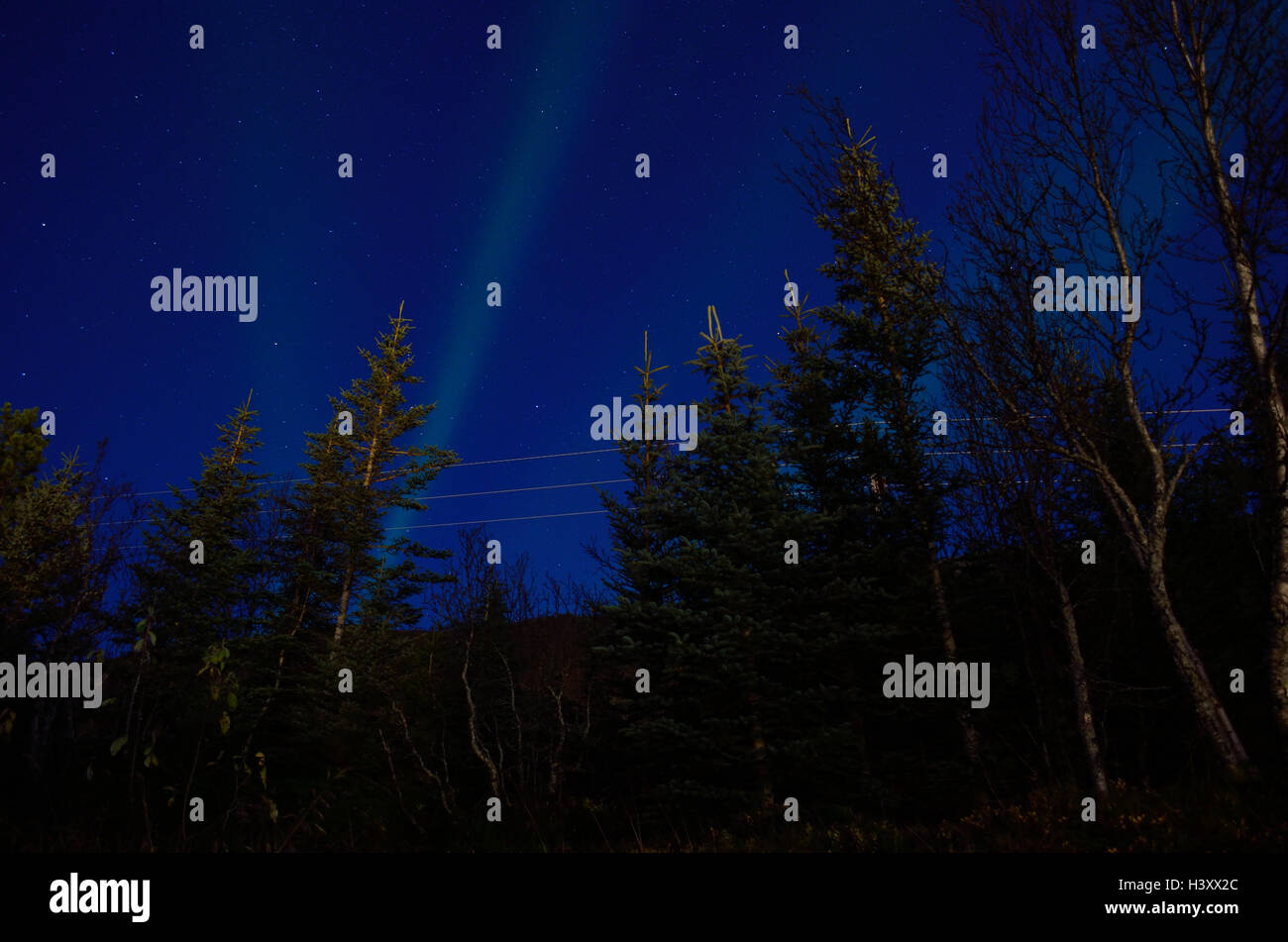Aurore boréale sur automne forêt sombre Banque D'Images