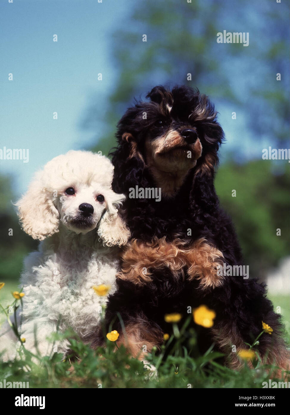 Pré Caniche Toy Petit Caniche Sasseoir Danimaux