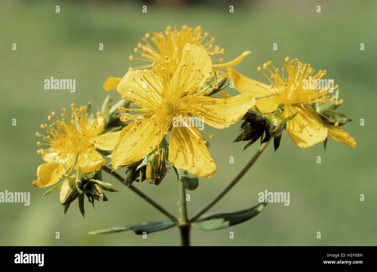 Plantes médicinales, Johanniskraut, Hypericum perforatum, détails, fleurs, plantes, plantes médicinales, plantes aromatiques, plantes de médicament, de la nature des médicaments, herbes, Johanniskrautgewächse Tüpfel-Johanniskraut, Hypericaceae, dot, disque dur, foin, foin, herbe de sang mal Hergotts Banque D'Images