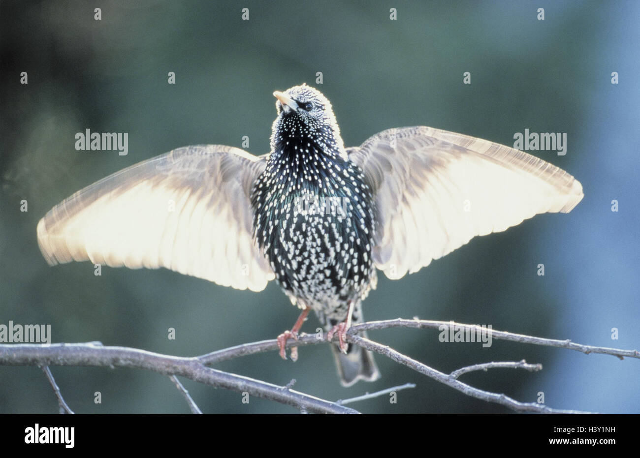 Le glaucome, Sturnus vulgaris, chanter, cour, branche, animal, animaux, oiseaux, animaux sauvages, oiseaux, animaux sauvages, oiseaux du moineau, passeriformes, oiseaux chanteurs, Songbird, Oscines, les glaucomes, Sturnidae, oiseaux, oiseau de passage passage, chanson, chant, notification, les tribunaux Banque D'Images