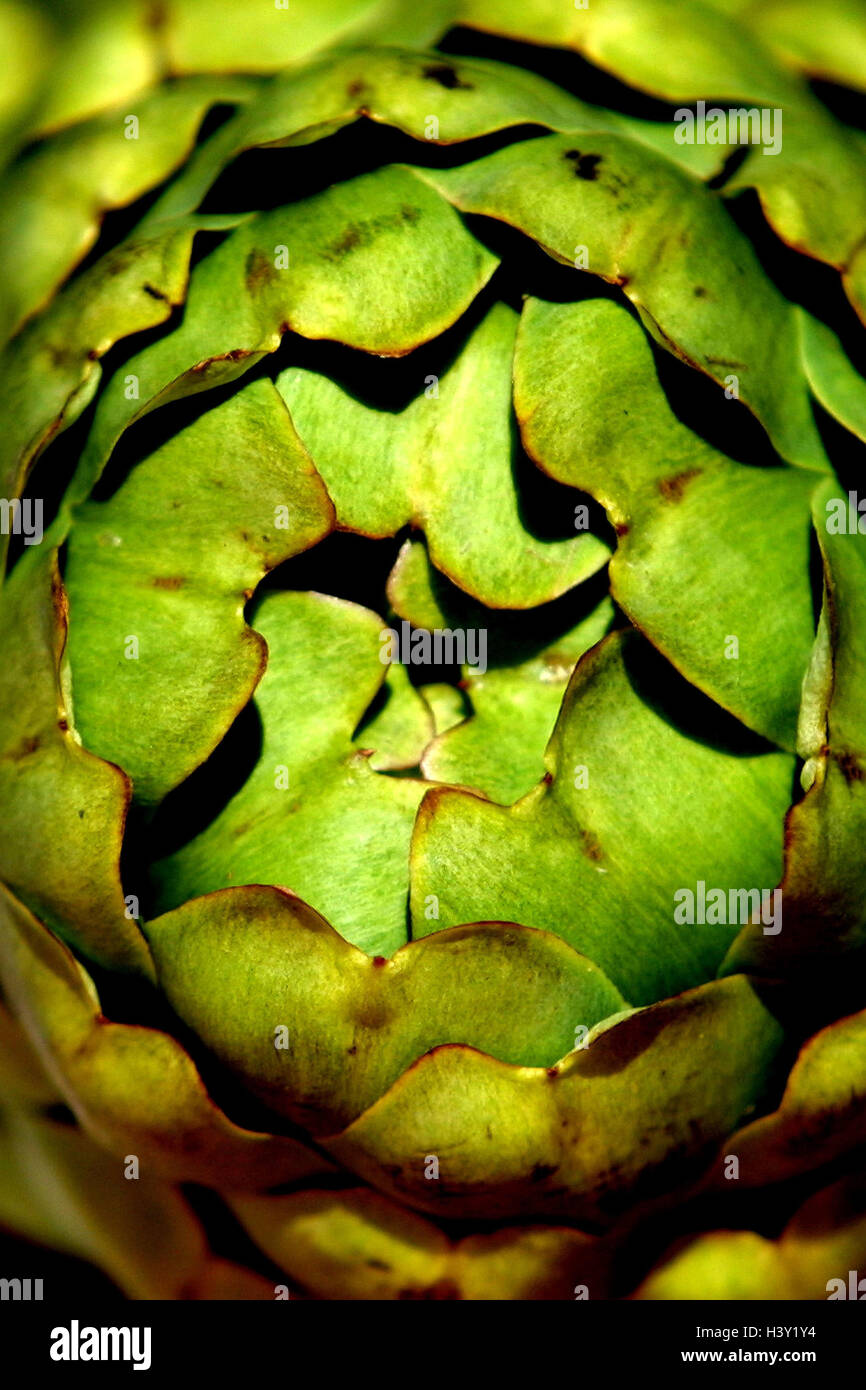 Artichaut, Cynara scolymus, still life, artichauts, composites, capitule, échelles de feuilles, légumes, vitamines, nutrition, alimentation, saine, riche en vitamines, vert, Close up Banque D'Images