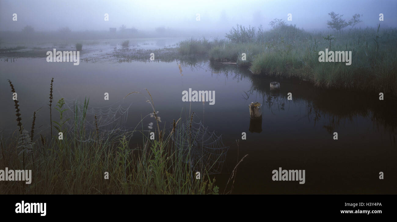 Germany, Bavaria, hautes-alpes, série lake, le brouillard, la Haute-Bavière, nature, lac, zone de loisirs, lac de bain, Reed, de l'eau, déserte, le silence, l'humeur du matin, l'aube, Banque D'Images