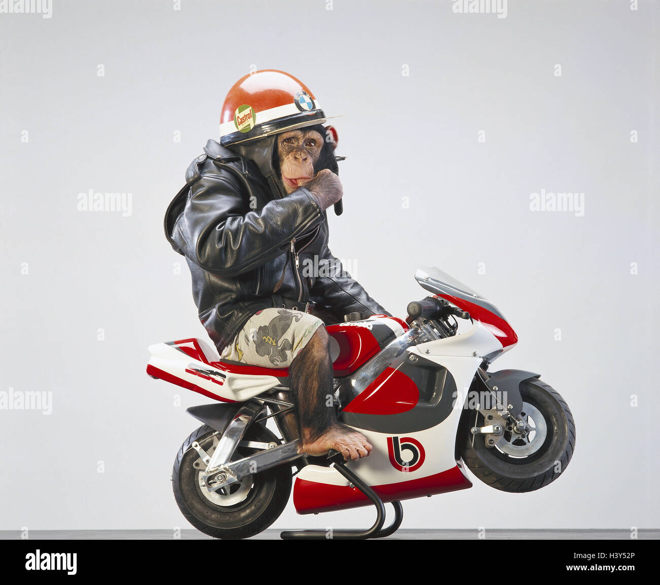 Moto de singe Banque de photographies et d'images à haute résolution - Alamy