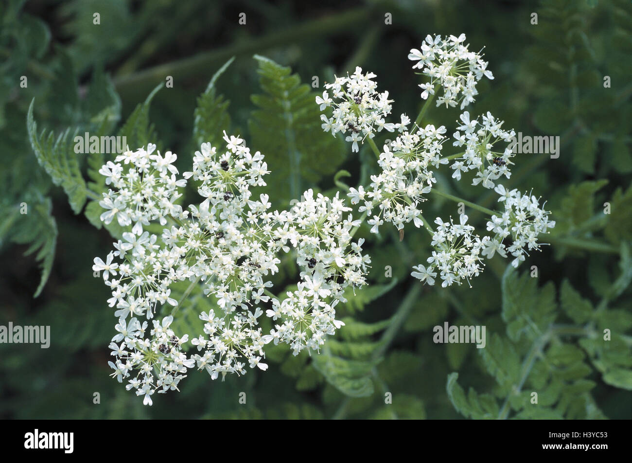 Plantes médicinales, sweet ombelle, Myrrhis odorata, plantes, plantes médicinales, plantes aromatiques, plantes de médicament, de la nature des médicaments, herbes, plantes, fleurs ombelle Apiaceae, épices, plantes, plantes de légumes cerfeuil cerfeuil espagnol, myrrhe myrrhe, herbe, fleurs, blanc, à l'extérieur Banque D'Images