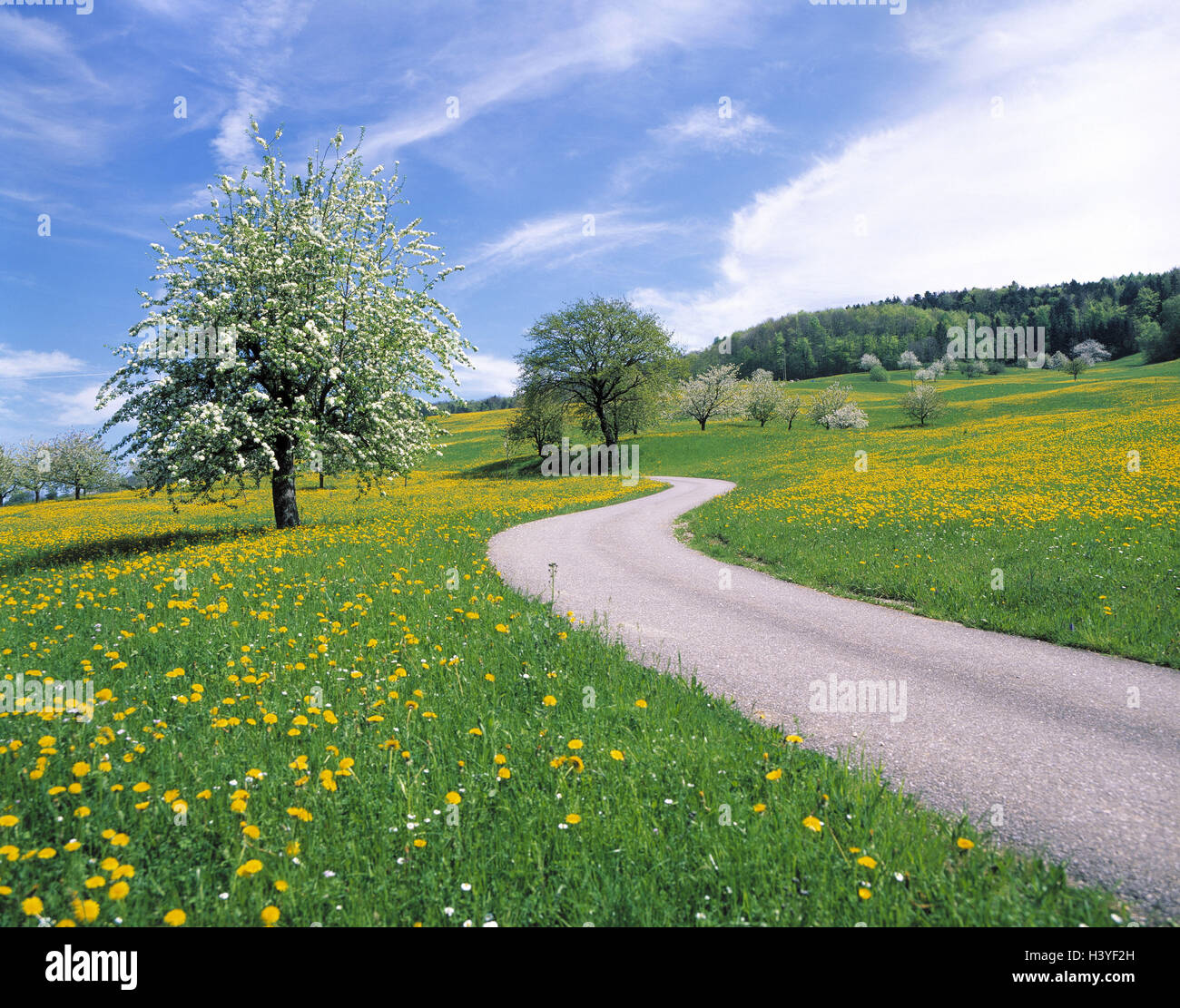 Paysages De Campagne Au Printemps En Suisse, le paysage sur le terrain, la rue, le printemps, l'Europe, Bâle- Campagne, pays, Paysage, Paysage de printemps, fleur pré, prairie, fleurs, arbres, fruits, fleurs, saison de la nature Photo Stock -