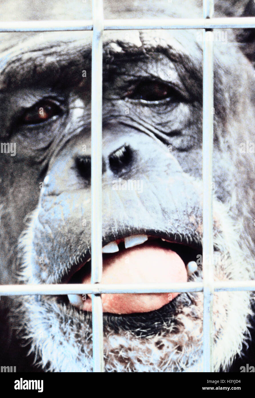 Zoo, porte-cartes, le chimpanzé, Pan troglodytes, jouer du visage, portrait, animaux, animaux de compagnie, mammifère, singe, singe, Seigneur des animaux, primates, les primates, singes, Pongidae, ancienne, de la langue, point de fuite, grille, bars, capturé, enfermé, captivité, à l'extérieur, Banque D'Images