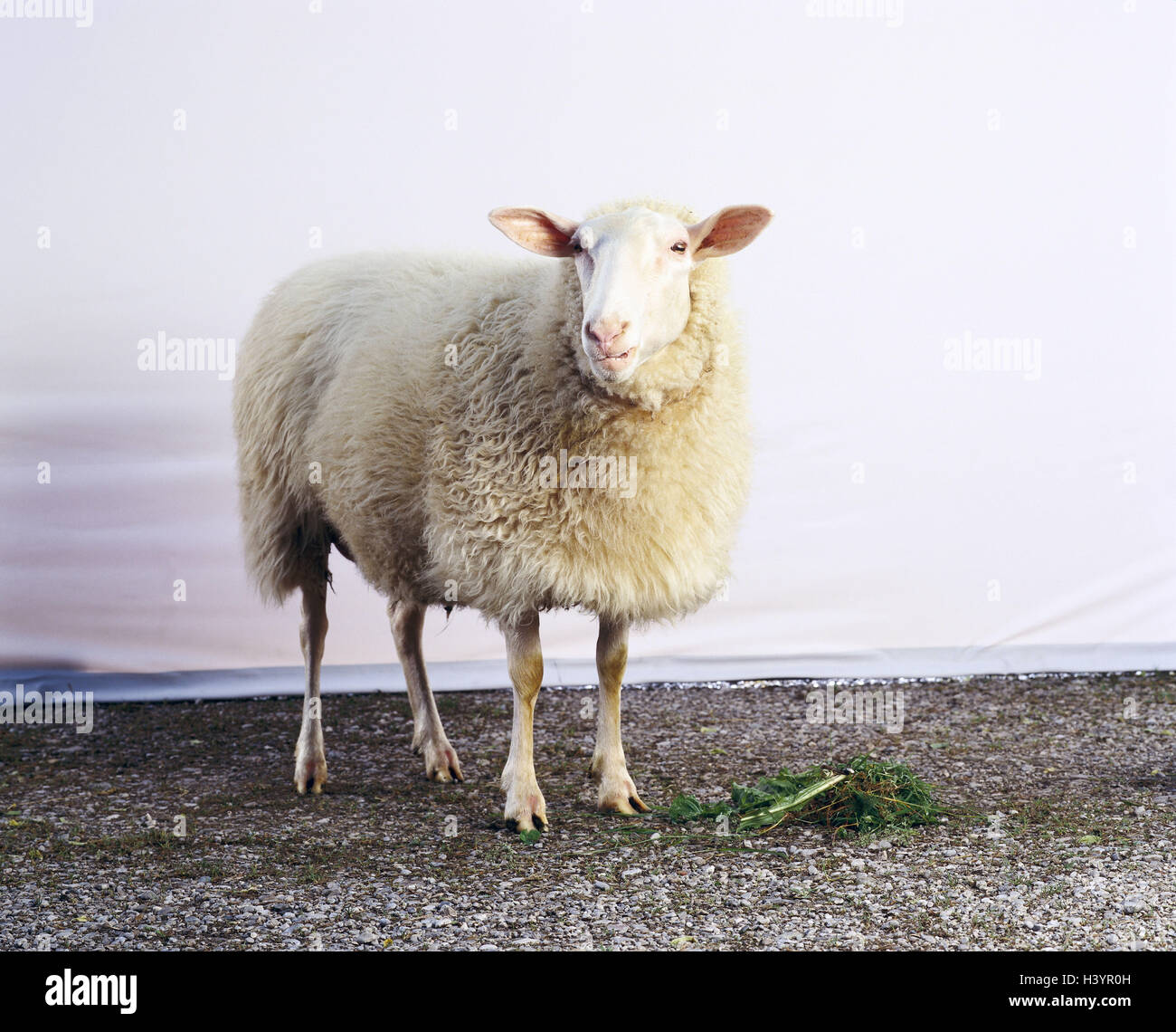 Hausschaf mammifères, de mammifères, de bénéficier de prestations, les animaux, l'animal ruminant, dall, Ovis, à l'extérieur Banque D'Images