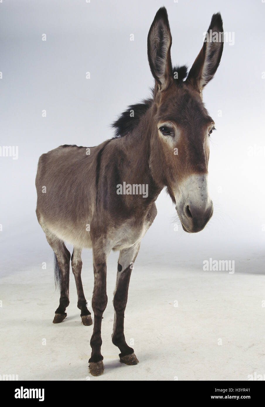 Chambre âne, mammifères, mammifère, uncloven-animal à sabots, les équidés, les animaux bénéficient de prestations, animal, charger l'âne, âne, asinus, bête de somme, studio, copy space Banque D'Images