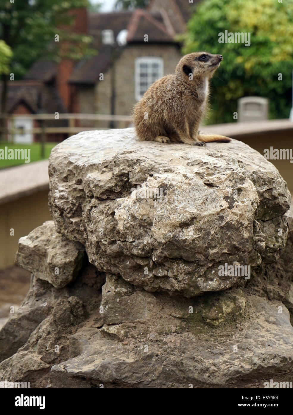 Le meerkat ou suricate (Suricata suricatta). Une petite carnivoran appartenant à la famille des mangoustes (Herpestidae). C'est la seule espèce du genre Suricata. Les suricates vivent dans toutes les régions du désert du Kalahari au Botswana, dans une grande partie du désert du Namib en Namibie et le sud-ouest de l'Angola, et en Afrique du Sud. Banque D'Images