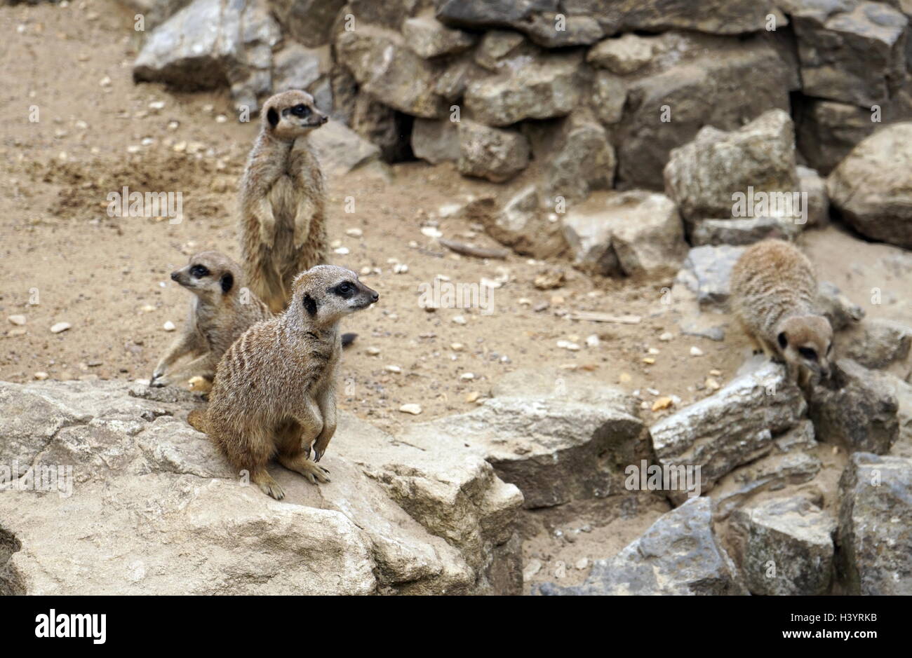 Le meerkat ou suricate (Suricata suricatta). Une petite carnivoran appartenant à la famille des mangoustes (Herpestidae). C'est la seule espèce du genre Suricata. Les suricates vivent dans toutes les régions du désert du Kalahari au Botswana, dans une grande partie du désert du Namib en Namibie et le sud-ouest de l'Angola, et en Afrique du Sud. Banque D'Images