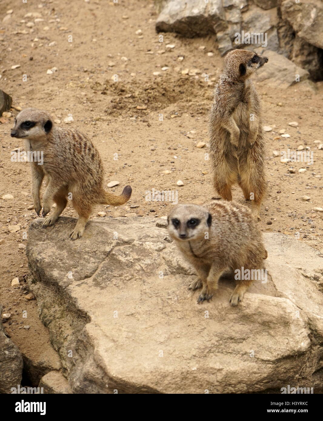 Le meerkat ou suricate (Suricata suricatta). Une petite carnivoran appartenant à la famille des mangoustes (Herpestidae). C'est la seule espèce du genre Suricata. Les suricates vivent dans toutes les régions du désert du Kalahari au Botswana, dans une grande partie du désert du Namib en Namibie et le sud-ouest de l'Angola, et en Afrique du Sud. Banque D'Images