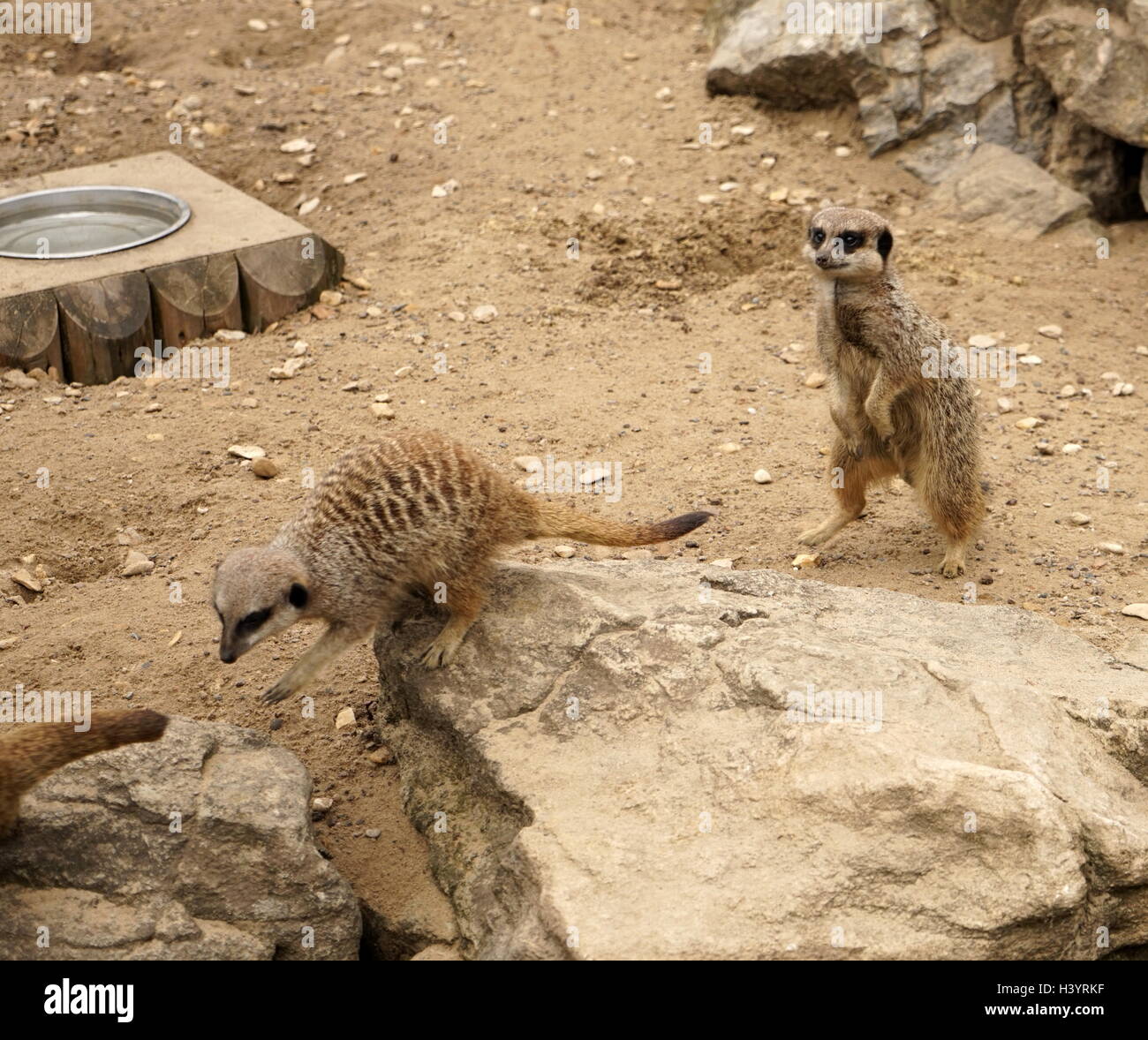 Le meerkat ou suricate (Suricata suricatta). Une petite carnivoran appartenant à la famille des mangoustes (Herpestidae). C'est la seule espèce du genre Suricata. Les suricates vivent dans toutes les régions du désert du Kalahari au Botswana, dans une grande partie du désert du Namib en Namibie et le sud-ouest de l'Angola, et en Afrique du Sud. Banque D'Images