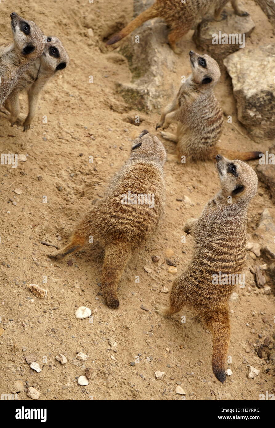 Le meerkat ou suricate (Suricata suricatta). Une petite carnivoran appartenant à la famille des mangoustes (Herpestidae). C'est la seule espèce du genre Suricata. Les suricates vivent dans toutes les régions du désert du Kalahari au Botswana, dans une grande partie du désert du Namib en Namibie et le sud-ouest de l'Angola, et en Afrique du Sud. Banque D'Images