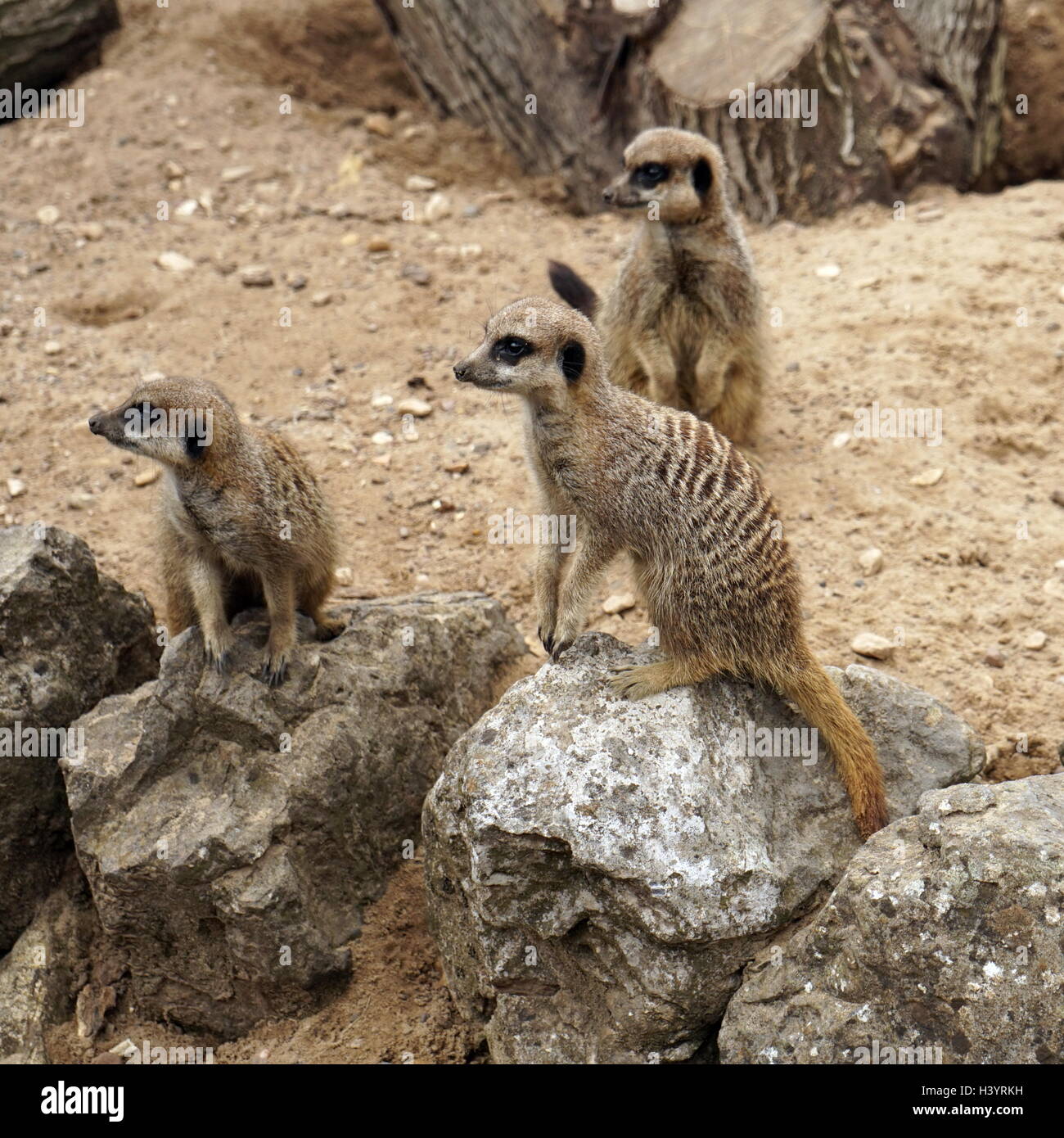 Le meerkat ou suricate (Suricata suricatta). Une petite carnivoran appartenant à la famille des mangoustes (Herpestidae). C'est la seule espèce du genre Suricata. Les suricates vivent dans toutes les régions du désert du Kalahari au Botswana, dans une grande partie du désert du Namib en Namibie et le sud-ouest de l'Angola, et en Afrique du Sud. Banque D'Images