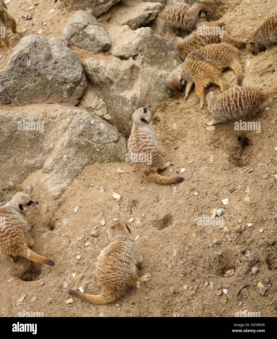 Le meerkat ou suricate (Suricata suricatta). Une petite carnivoran appartenant à la famille des mangoustes (Herpestidae). C'est la seule espèce du genre Suricata. Les suricates vivent dans toutes les régions du désert du Kalahari au Botswana, dans une grande partie du désert du Namib en Namibie et le sud-ouest de l'Angola, et en Afrique du Sud. Banque D'Images