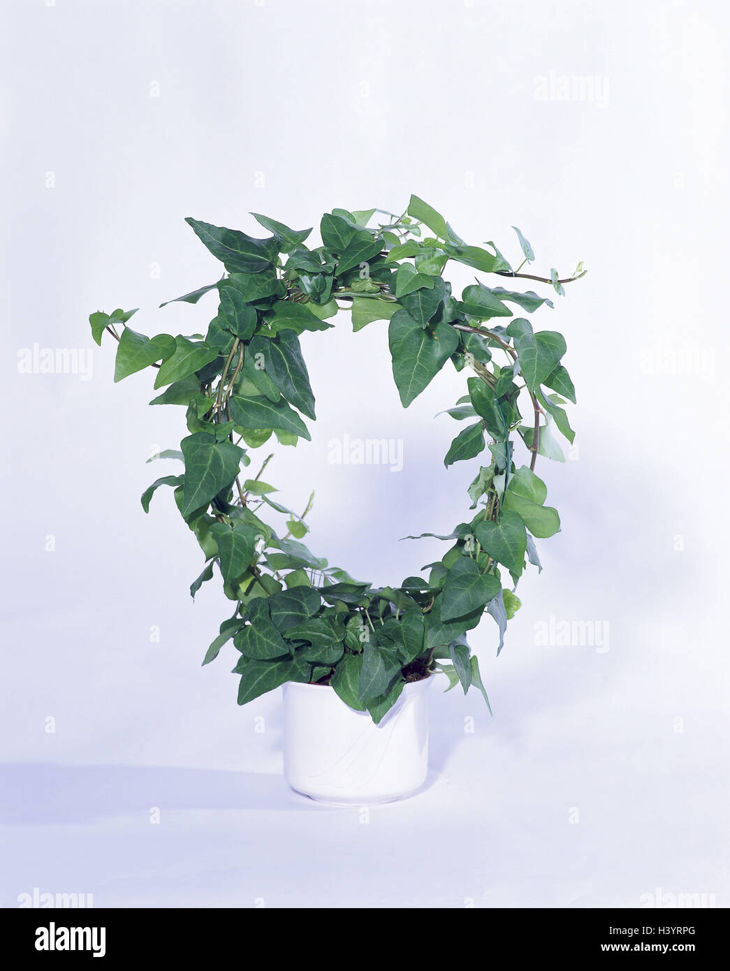 Plante en pot, le lierre, Hedera helix, Ivy Zimmerpflanze, plante verte, plante, studio, photographie de produits Banque D'Images