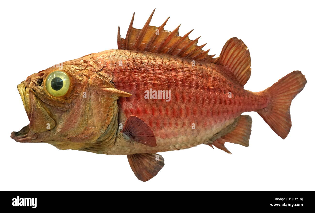 Modèle d'un Holocentridae, une famille de poissons à nageoires. En date du 20e siècle Banque D'Images