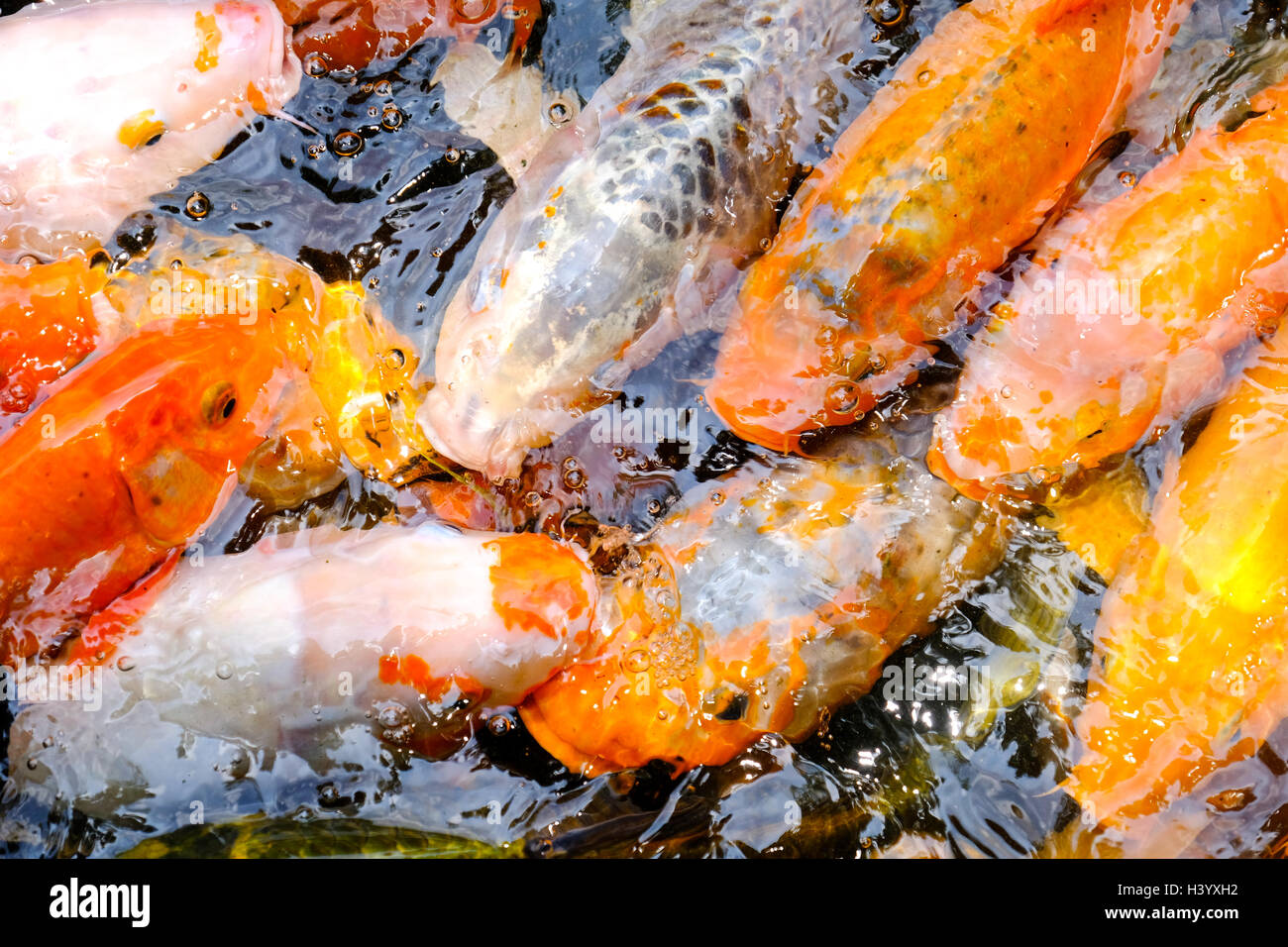 Close-up de carpes Koï poisson, Guangzhou, Chine Banque D'Images