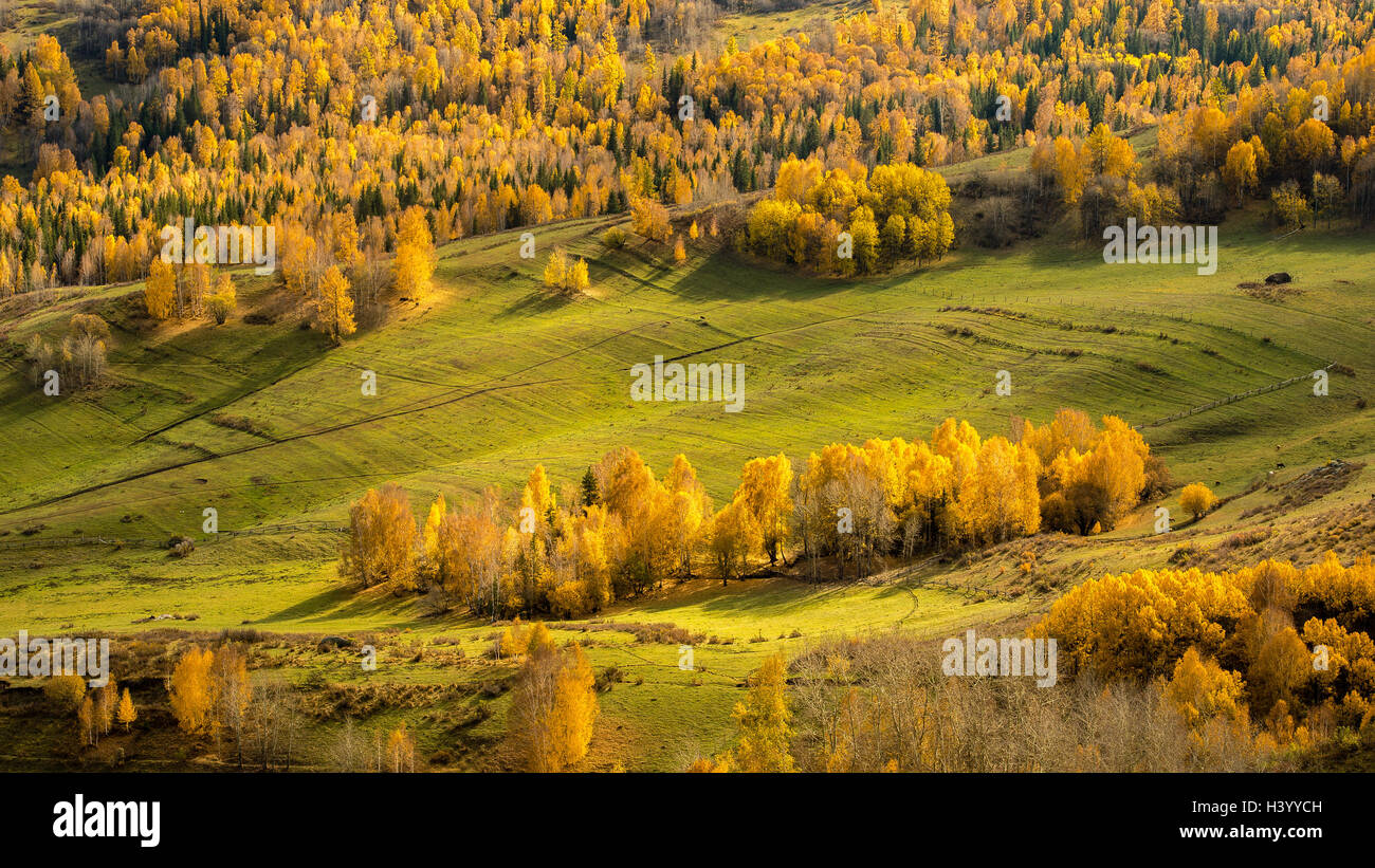 Vue aérienne de la forêt alpine, le lac Kanas, Xinjiang, Chine Banque D'Images