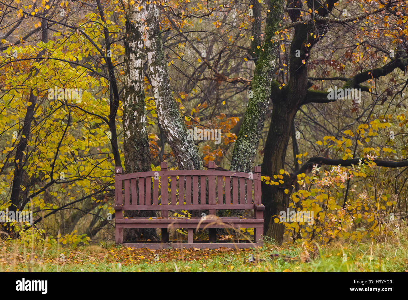 Brown banc en bois dans le bois de l'automne Banque D'Images