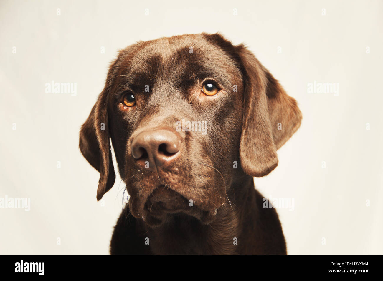 Portrait d'un chien Labrador Retriever au chocolat Banque D'Images