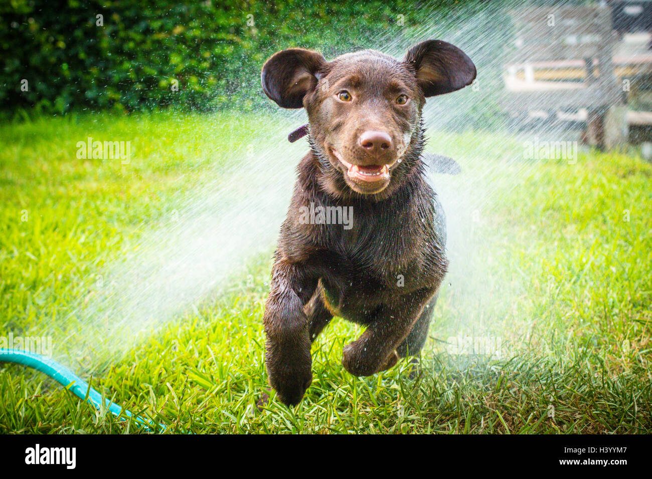 Labrador retriever puppy dog running through water sprinkler Banque D'Images